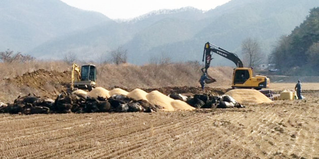 충북 보은군 마로면 관기리의 한 농장에서 구제역이 발생해 농림수산축산부는 농장에서 사육하던 젖소 195마리를 모두 살처분 처리했다. 6일 군 장병들이 굴삭기를 이용해 해당 농장 옆 논에 살처분 한 젖소들을 매몰하고 있다.