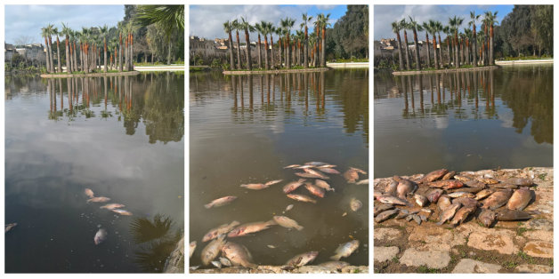 Des dizaines de poissons morts dans le bassin du jardin Jnan Sbil situé au coeur de Fès