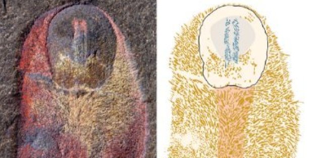 Le fossile de l'ancêtre des mollusques découvert au Maroc