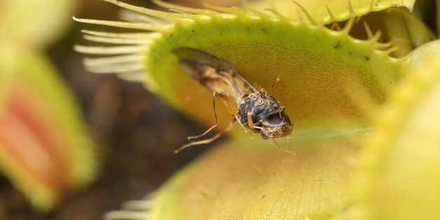BERLIN, GERMANY - JULY 20: A Venus fly trap consumes a dead fly as it sits on display at a presentation of carnivorous plants at the Berlin-Dahlem Botanical Garden on July 20, 2013 in Berlin, Germany. Carnivorous plants derive most of their nutrients by consuming animals, most commonly flying, foraging, or crawling insects, and have adapted to grow in places where the soil does not contain enough nutrients for them to survive. (Photo by Adam Berry/Getty Images)