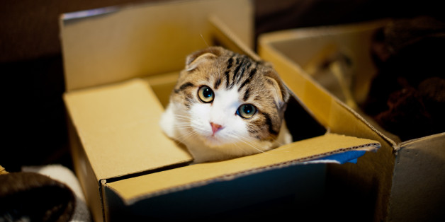 Cat in box and looking up.