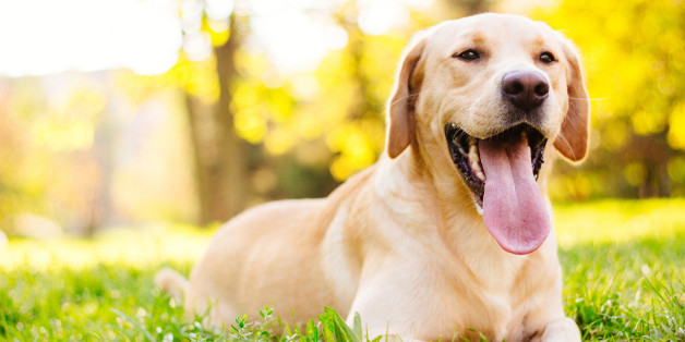 In etwa so dürfte der verschwundene Labradorrüde "Alf" aussehen.
