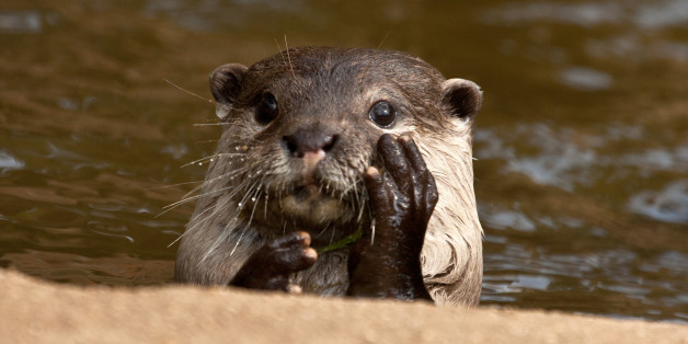 Otter close up holding it's head