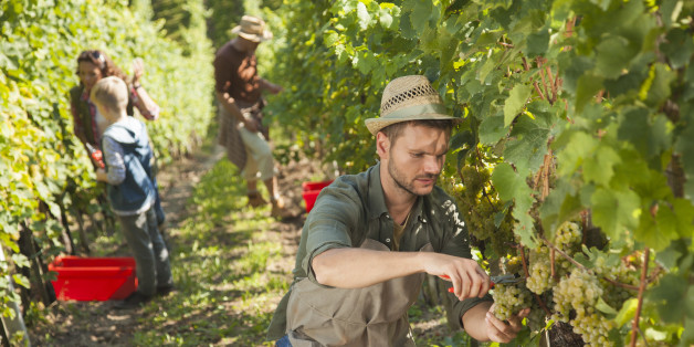 Man picking white grapes with scissors in his vineyard with hat on his head. the whole family in the background. Late afternoon.