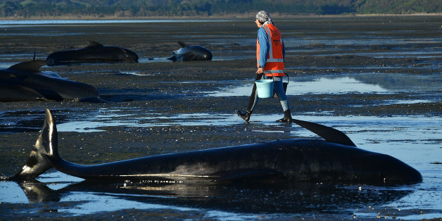 This picture taken on February 11, 2017 shows a volunteer caring for pilot whales during a mass stranding at Farewell Spit.
Most of the more than 200 whales who became stranded on New Zealand's notorious Farewell Spit on the weekend have been able to refloat themselves, conservation officials said on February 12. / AFP / Marty MELVILLE (Photo credit should read MARTY MELVILLE/AFP/Getty Images)