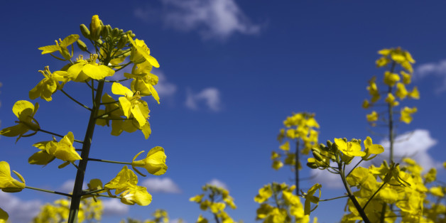 A picture taken on May 6, 2013 of a colza field in Saint-Philbert-sur-Risle, in Normandy. The crop is used in cattlefeed, cooking oil, machinery lubricant and, increasingly, as a biofuel. AFP PHOTO / JOEL SAGET (Photo credit should read JOEL SAGET/AFP/Getty Images)