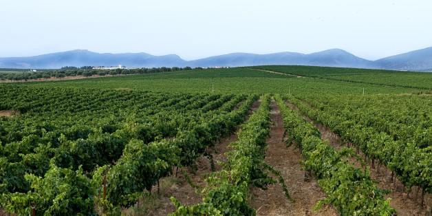 Vineyards and grapes of the vineyard of Tekelsa in the region of the Cap Bon (Tunisia) (Photo by Nicolas Fauqu��/Corbis via Getty Images)
