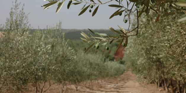 Le Maroc lance plusieurs mesures pour lutter contre une bactérie tueuse d'oliviers