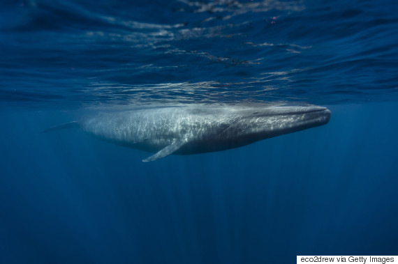 blue whale