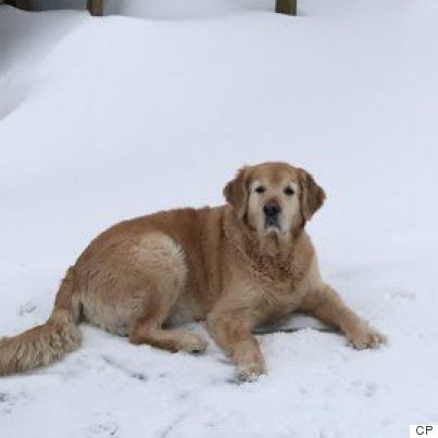 zoose the dog