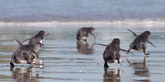 Little Blue Penguins runs towards the sea after being released by wild life workers and school children at Mount Maunganui beach in Tauranga on December 8, 2011. The Penguins were among those affected by New Zealand's biggest sea pollution disaster when the Monrovia-flagged container ship 'Rena' ploughed into a reef on October 5. AFP PHOTO / MARTY MELVILLE (Photo credit should read Marty Melville/AFP/Getty Images)