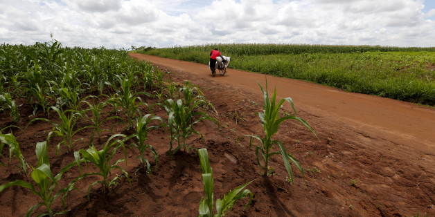 A Malawian man carries food aid distributed by the United Nations World Food Progamme (WFP) through maize fields in Mzumazi village near the capital Lilongwe, February 3, 2016. Late rains in Malawi threaten the staple maize crop and have pushed prices to record highs. About 14 million people face hunger in Southern Africa because of a drought exacerbated by an El Nino weather pattern, according to the WFP. REUTERS/Mike Hutchings