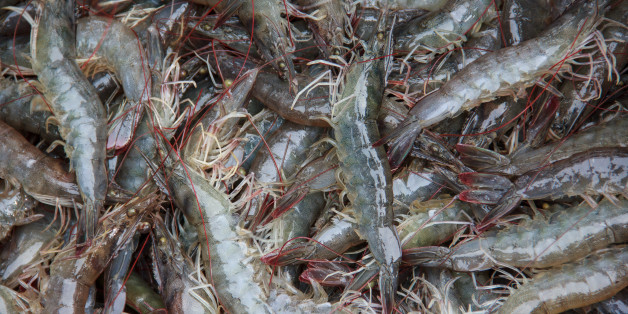 Shrimp harvest farm raised