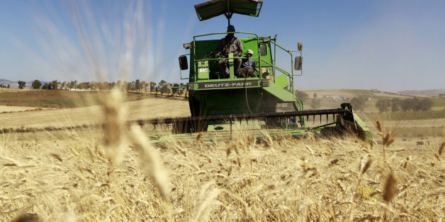 Workers harvest wheat in a field at the outskirts of Beja governorate, about 115 km (71 miles) north of the capital Tunis June 14, 2013. REUTERS/Anis Mili (TUNISIA - Tags: AGRICULTURE BUSINESS COMMODITIES)