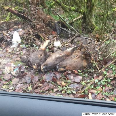 severed elk heads