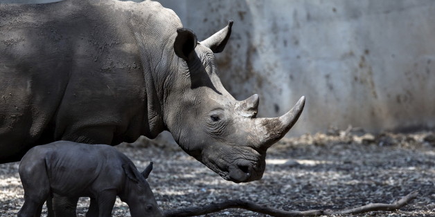 A newborn rhinoceros stands next to its six-year-old mother Keren Peles at the Ramat Gan Safari Zoo near Tel Aviv, Israel August 24, 2015. Born on Monday, the calf is its mother's first offspring and the 27th rhino born at the Safari, a statement from the zoo said. REUTERS/Nir Elias