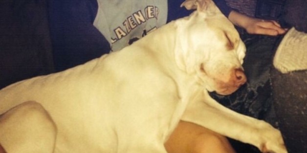 Pitbull Buddy hat einen neunjährigen Jungen gerettet.