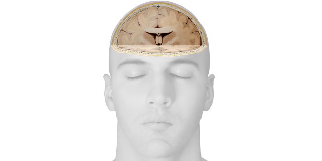 Section of the brain, Part of the central nervous system enclosed in the skull, consisting of the cerebrum, cerebellum and brain stem; it is responsible for sensory perception, most movements, memory, language, reflexes and vital functions. (Photo by: QAI Publishing/UIG via Getty Images)