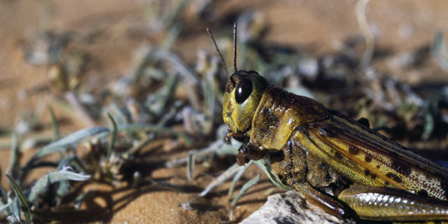 ALGERIA - MAY 11: Desert locust (Schistocerca gregaria), Sahara Desert, Algeria. (Photo by DeAgostini/Getty Images)