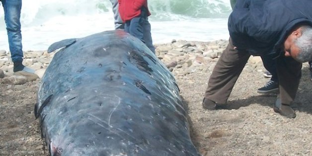 La baleine a échoué sur la plage de Torres, près d'Al Hoceima.