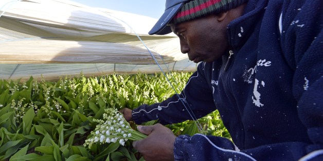 TO GO WITH AFP STORY BY CHARLOTTE DAVID A worker tends to Lily of the Valley plants at a horticultural farm in La Chapelle-Basse-Mer, close to Nantes, on April 22, 2015, in anticipation of the May 1 holiday. Some thirty horticultural providers in the Nantes region produce close to 60 million Lily of the Valley plants, covering 200 hectares of surface area. The harvesting of the plant is done exclusively by hand, and creates close to 7000 seasonal job contracts. The Nantes region accounts for 80% of French production of the plant, generating more than 15 million euros in revenue. AFP PHOTO / GEORGES GOBET (Photo credit should read GEORGES GOBET/AFP/Getty Images)