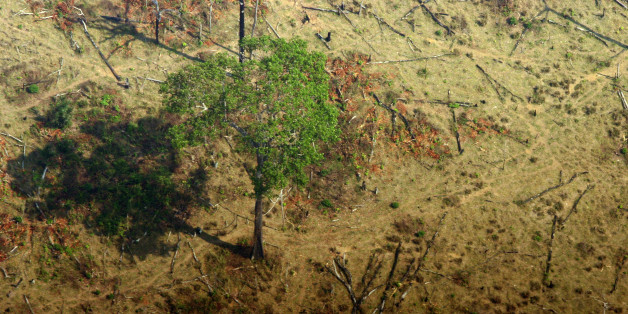 Ãrea desmatada para criação de gado. Deforested area for cattle.