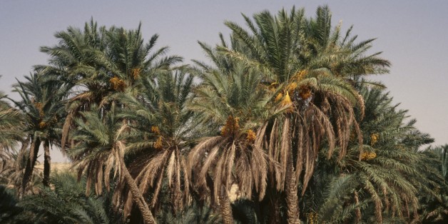 TUNISIA - MARCH 18: Palm trees, Tozeur Oasis, Tunisia. (Photo by DeAgostini/Getty Images)