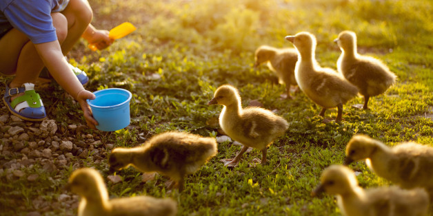 Darum solltet ihr Enten niemals mit Brot füttern.