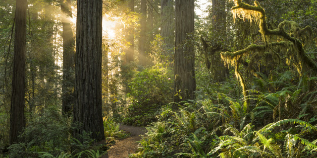 Sunrise on the trail, Redwood Forest