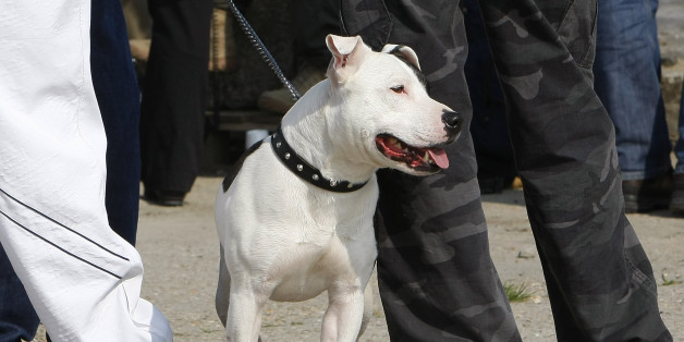 In England wurde ein Mann von seinem Staffordshire Bullterrier totgebissen