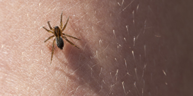 Frightening spider on the hairy skin of hands.