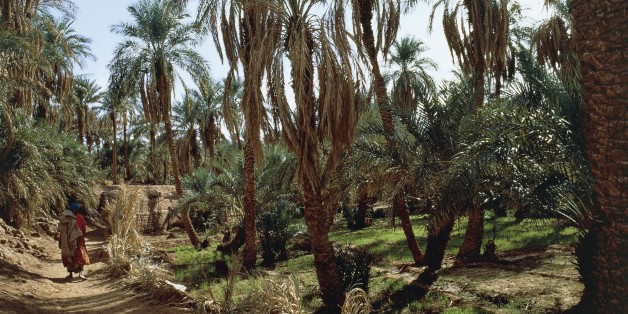 ALGERIA - MARCH 18: Date palms, Timimoun Oasis, Sahara Desert, Algeria. (Photo by DeAgostini/Getty Images)