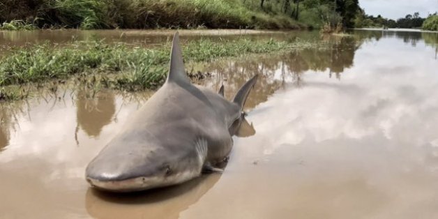 Le cyclone Debbie laisse un requin dans la rue en Australie