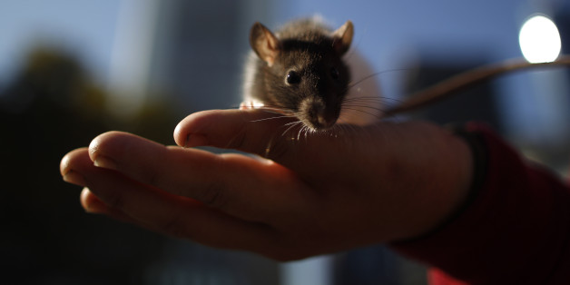 Eltern kauften ihrem zehnjährigen Sohn eine Ratte - nur zwei Wochen später ist der Junge tot.