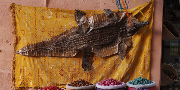 Une étude met en garde contre la vente illégale de reptiles dans les souks marocains
