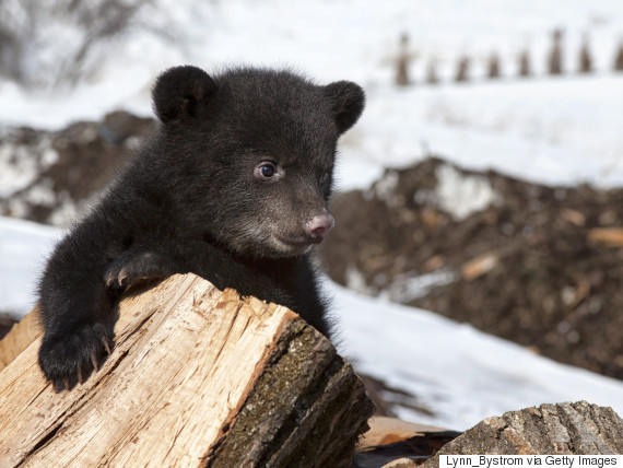 3 Black Bear Cubs Mysteriously Appear In Banff Bathroom