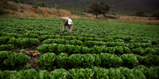 A farmer seeks for bagrada hilaris, also known as painted bugs, on his lettuces at a farm in Penaflor, near Santiago, Chile April 7, 2017. REUTERS/Ivan Alvarado