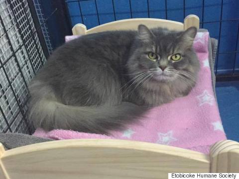 etobicoke humane society cat