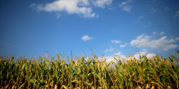 Vers une campagne agricole record au Maroc