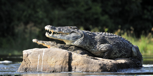 Nile crocodile. Two crocodiles , having opened from a heat to graze, sit on one big stone in the middle of sources of Nile. Nile crocodile. Two crocodiles , having opened from a heat to graze, sit on one big stone in the middle of sources of Nile.The Nile crocodile (Crocodylus niloticus)