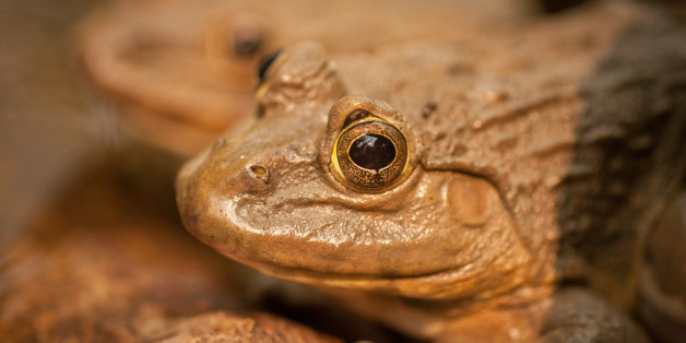 Toads sitting in a tranquil pool of water in a pond in Thailand.