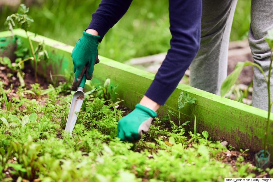 Four Steps To Create The Best Herb Garden