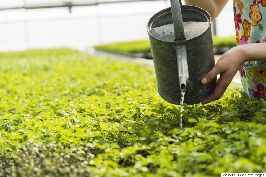 Four Steps To Create The Best Herb Garden