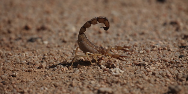 Gelber Sahara Skorpion
