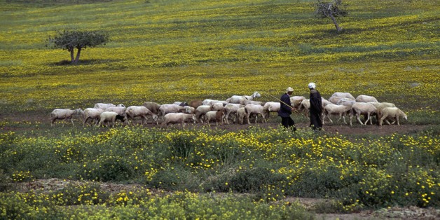 ALGERIA - MARCH 18: A flock of sheep and shepherds, near Arzew, Algeria. (Photo by DeAgostini/Getty Images)
