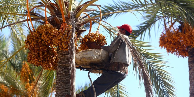 An Egyptian worker harvests dates from a date palm tree on September 14, 2014 in Tajura, a coastal suburb of the Libyan capital Tripoli. AFP PHOTO / MAHMUD TURKIA (Photo credit should read MAHMUD TURKIA/AFP/Getty Images)