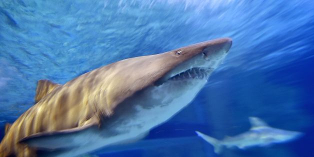 TOPSHOT - A bull shark swims at the Ocearium in Le Croisic, western France, on December 6, 2016. / AFP / LOIC VENANCE (Photo credit should read LOIC VENANCE/AFP/Getty Images)