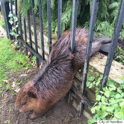 fat beaver