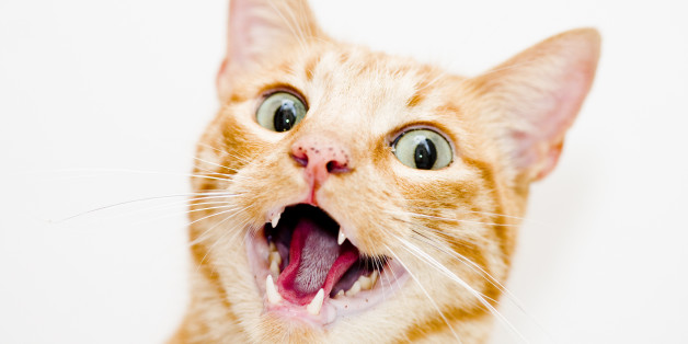 Cat with open mouth