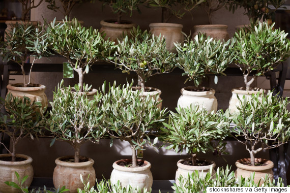 olive tree pot